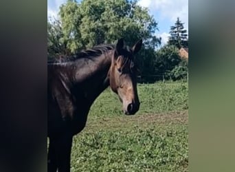 Hannoveraner, Hengst, 2 Jahre, 172 cm, Dunkelbrauner