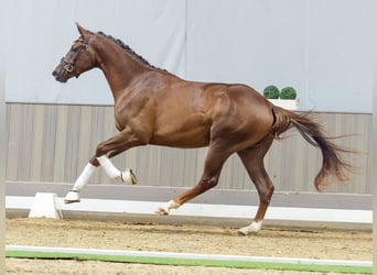 Hannoveraner, Hengst, 2 Jahre, 172 cm, Dunkelfuchs