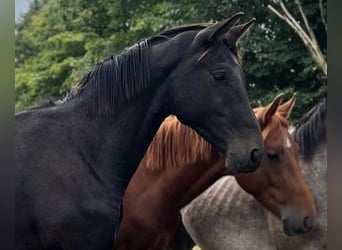 Hannoveraner, Hengst, 2 Jahre, 172 cm, Schwarzbrauner