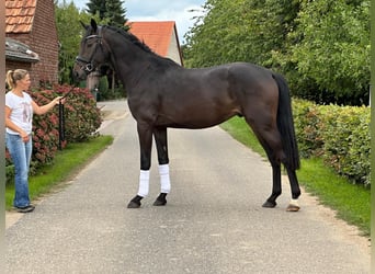 Hannoveraner, Hengst, 2 Jahre, 172 cm, Schwarzbrauner