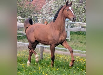 Hannoveraner, Hengst, 2 Jahre, 173 cm, Dunkelfuchs