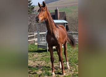 Hannoveraner, Hengst, 2 Jahre, 173 cm, Dunkelfuchs