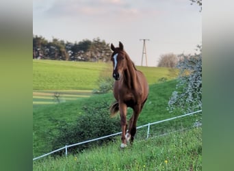 Hannoveraner, Hengst, 2 Jahre, 173 cm, Dunkelfuchs