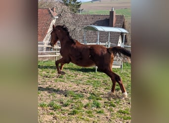 Hannoveraner, Hengst, 2 Jahre, 173 cm, Dunkelfuchs