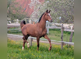Hannoveraner, Hengst, 2 Jahre, 173 cm, Dunkelfuchs