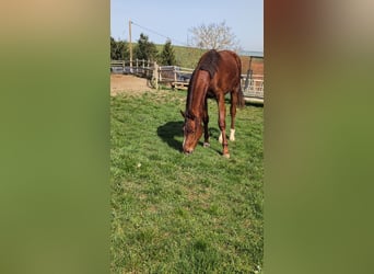 Hannoveraner, Hengst, 2 Jahre, 173 cm, Dunkelfuchs