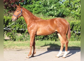 Hannoveraner, Hengst, 2 Jahre, 173 cm, Fuchs