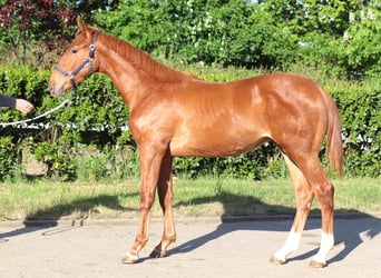 Hannoveraner, Hengst, 2 Jahre, 173 cm, Fuchs