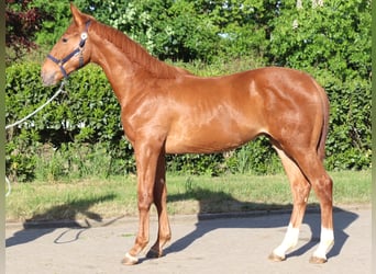 Hannoveraner, Hengst, 2 Jahre, 173 cm, Fuchs