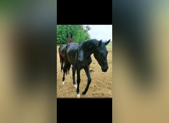 Hannoveraner, Hengst, 2 Jahre, 173 cm, Rappe