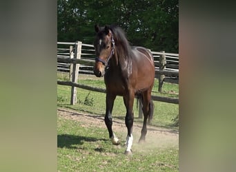 Hannoveraner, Hengst, 2 Jahre, 174 cm, Brauner
