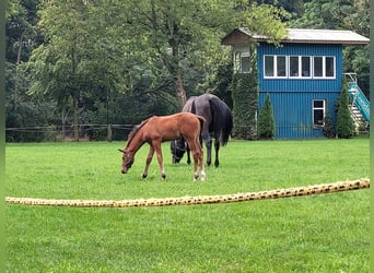 Hannoveraner, Hengst, 2 Jahre, 174 cm