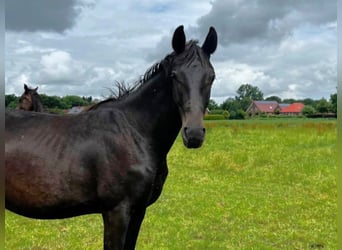 Hannoveraner, Hengst, 2 Jahre, 174 cm, Schwarzbrauner