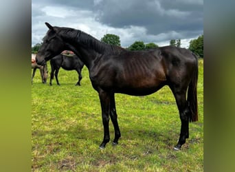 Hannoveraner, Hengst, 2 Jahre, 174 cm, Schwarzbrauner