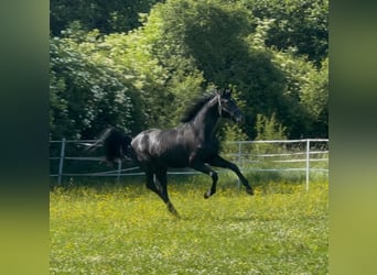 Hannoveraner, Hengst, 2 Jahre, 175 cm, Rappe