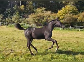Hannoveraner, Hengst, 2 Jahre, 175 cm, Rappe