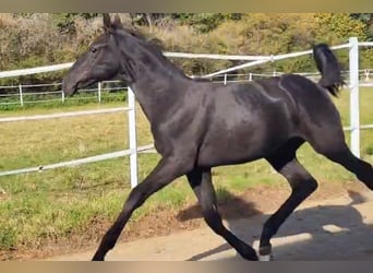 Hannoveraner, Hengst, 2 Jahre, 175 cm, Rappe