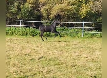 Hannoveraner, Hengst, 2 Jahre, 175 cm, Rappe