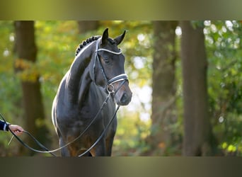 Hannoveraner, Hengst, 2 Jahre, 176 cm, Dunkelbrauner