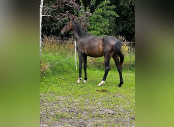 Hannoveraner, Hengst, 2 Jahre, 178 cm, Dunkelbrauner