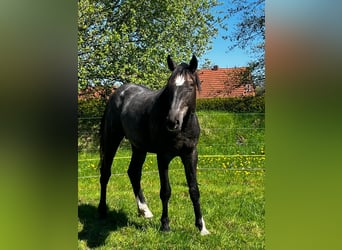 Hannoveraner, Hengst, 2 Jahre, 178 cm, Rappschimmel