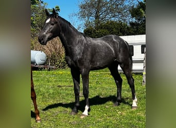 Hannoveraner, Hengst, 2 Jahre, 178 cm, Rappschimmel