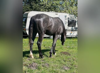 Hannoveraner, Hengst, 2 Jahre, 178 cm, Rappschimmel