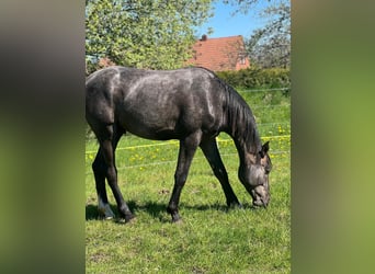 Hannoveraner, Hengst, 2 Jahre, 178 cm, Rappschimmel