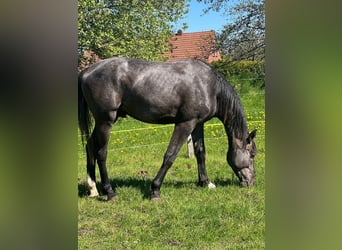 Hannoveraner, Hengst, 2 Jahre, 178 cm, Rappschimmel