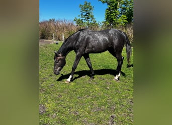Hannoveraner, Hengst, 2 Jahre, 178 cm, Rappschimmel