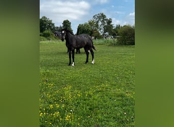 Hannoveraner, Hengst, 2 Jahre, 178 cm, Rappschimmel