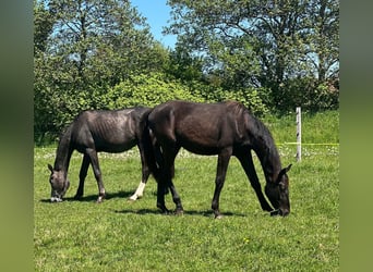 Hannoveraner, Hengst, 2 Jahre, 180 cm, Rappe