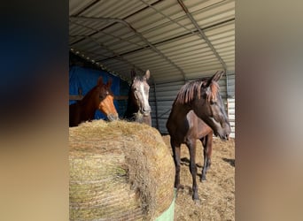 Hannoveraner, Hengst, 2 Jahre, 180 cm, Rappe