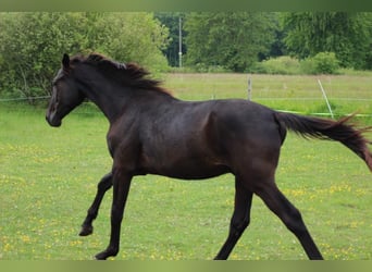 Hannoveraner, Hengst, 2 Jahre, 180 cm, Rappe
