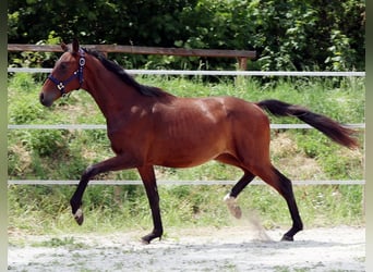 Hannoveraner, Hengst, 2 Jahre, Brauner