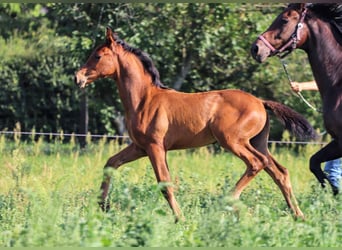 Hannoveraner, Hengst, 2 Jahre, Brauner