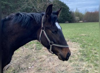 Hannoveraner, Hengst, 2 Jahre, Brauner