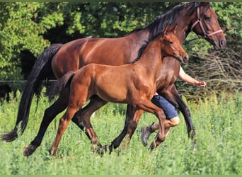 Hannoveraner, Hengst, 2 Jahre, Brauner