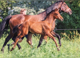 Hannoveraner, Hengst, 2 Jahre, Brauner