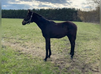 Hannoveraner, Hengst, 2 Jahre, Brauner