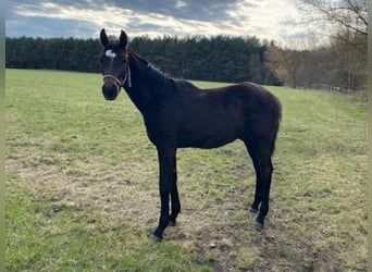 Hannoveraner, Hengst, 2 Jahre, Brauner