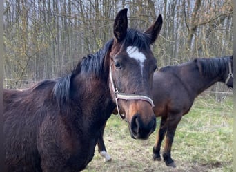 Hannoveraner, Hengst, 2 Jahre, Brauner