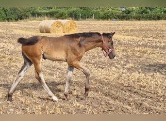 Hannoveraner, Hengst, 2 Jahre, Brauner