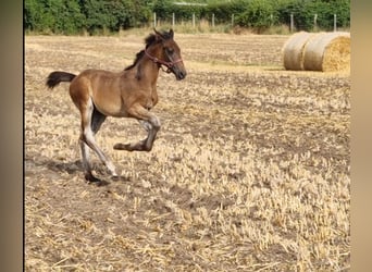 Hannoveraner, Hengst, 2 Jahre, Brauner