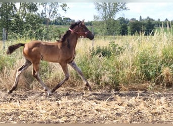 Hannoveraner, Hengst, 2 Jahre, Brauner