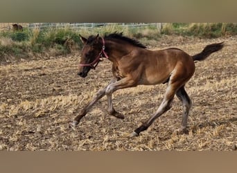 Hannoveraner, Hengst, 2 Jahre, Brauner