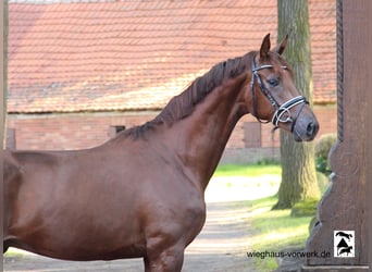 Hannoveraner, Hengst, 2 Jahre