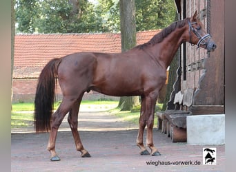 Hannoveraner, Hengst, 2 Jahre