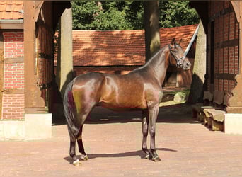 Hannoveraner, Hengst, 2 Jahre