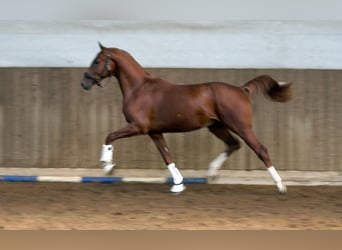 Hannoveraner, Hengst, 2 Jahre